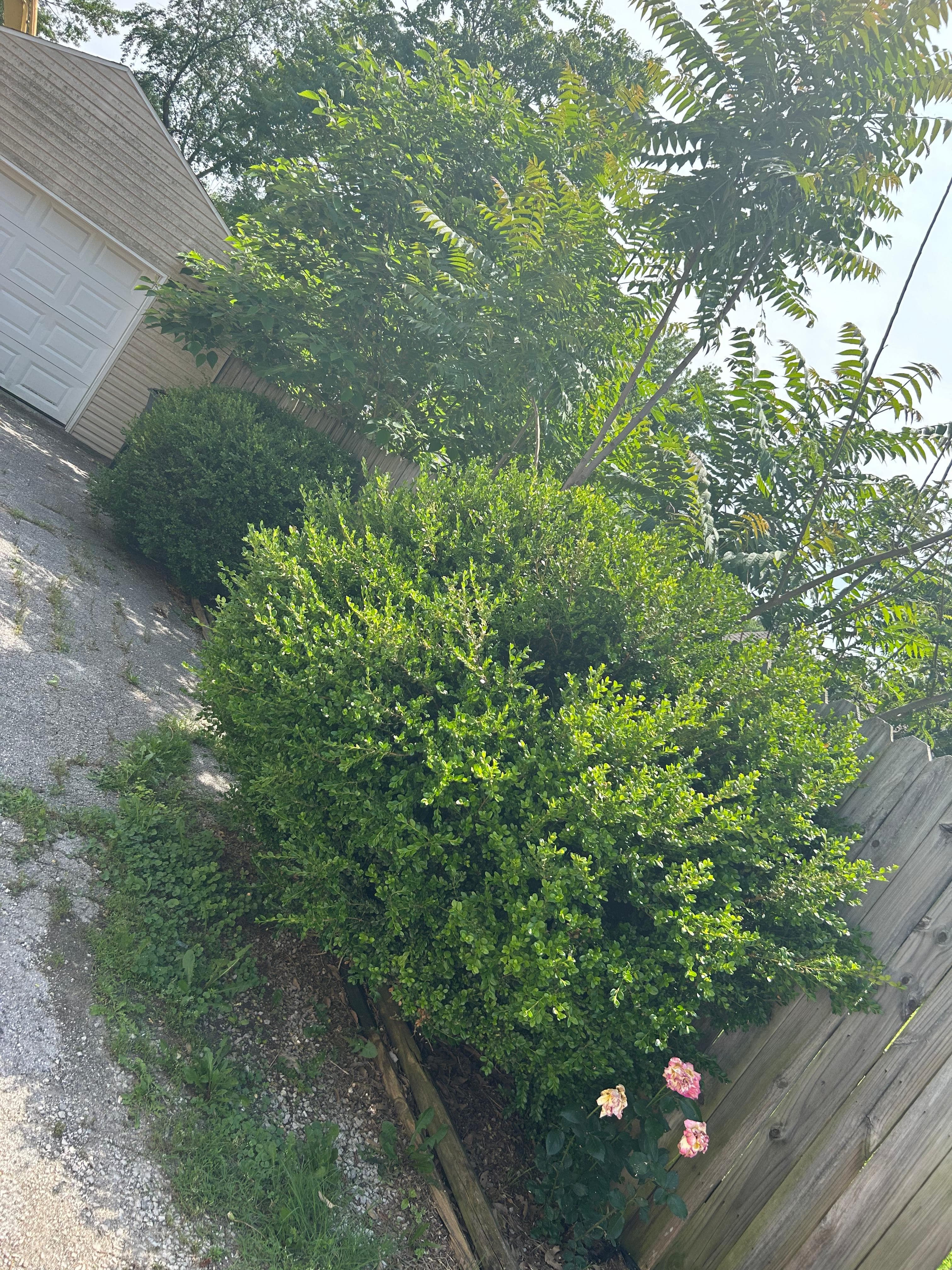 Decorative mulch bed with ornamental border edging